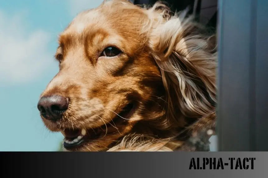 Köpeğime-Nasıl-Kilo-Verdirebilirim Alpha-Tact