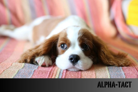 Köpeklerde Koku Hafızası- Neden Bazı Kokuları Hiç Unutmazlar?