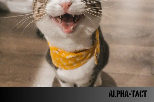 En-İyi-20-Kedi-Mama-Markası-Sağlıklı-ve-Mutlu-Kediler-İçin-Seçimler Alpha-Tact