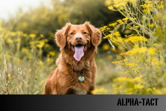 Köpeklerde İletişim: Kuyruk Hareketlerinin Anlamları
