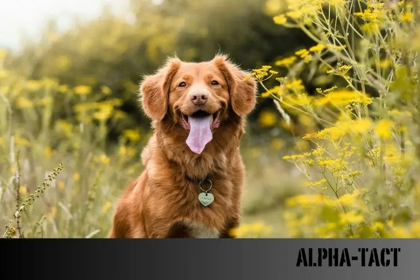 Köpeklerde-İletişim-Kuyruk-Hareketlerinin-Anlamları Alpha-Tact
