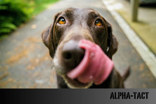 Köpeklerde İç Mekan Bahçeciliği: Taze Otlar ve Bitkilerle Besleme