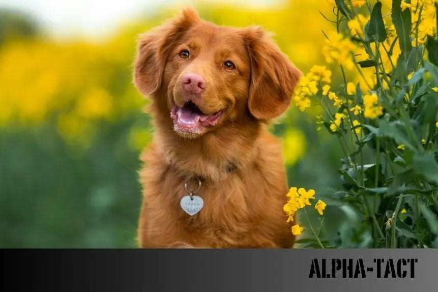 Köpeklerde-Esneme-Nedenleri Alpha-Tact