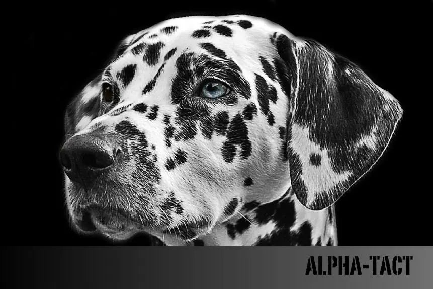 Köpeklerde-Elektronik-Tasmalar-Etik-mi-Etkili-mi Alpha-Tact