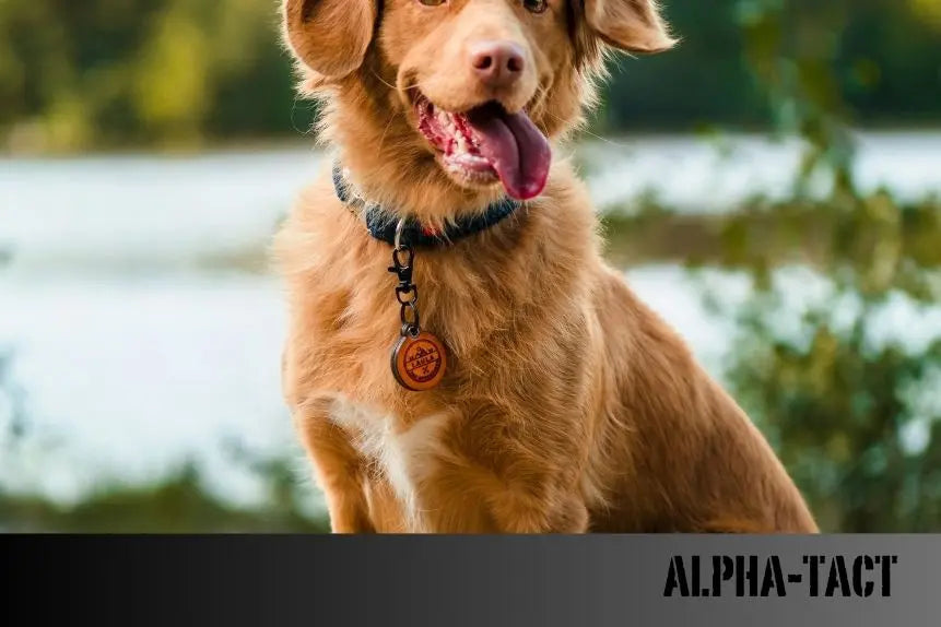 Köpeklerde-Doğal-Tedavi-Yöntemleri-Akupunktur-ve-Masaj Alpha-Tact