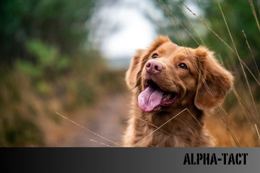Köpeklerde Depresyon: Belirtiler ve Tedavi Yöntemleri