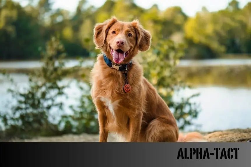 Köpeklerde-Aromaterapi-Esansiyel-Yağların-Kullanımı-ve-Etkileri Alpha-Tact