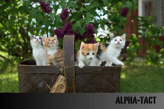 Kedilerde-Yağ-Bezesi-Neden-Olur-ve-Nasıl-Tedavi-Edilir Alpha-Tact