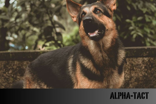 Köpekler ve Sanat Terapisi: Resim Yapmanın Stres Azaltıcı Etkileri