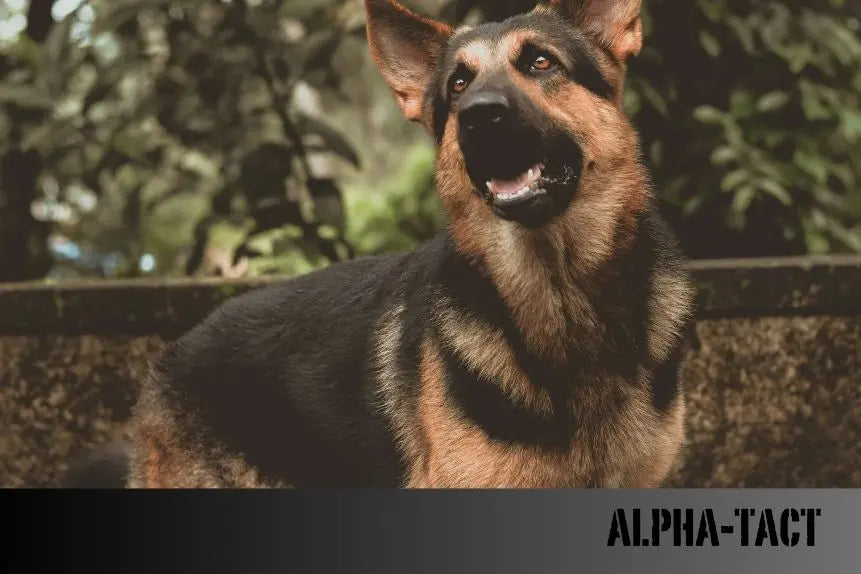 Köpekler-ve-Sanat-Terapisi-Resim-Yapmanın-Stres-Azaltıcı-Etkileri Alpha-Tact