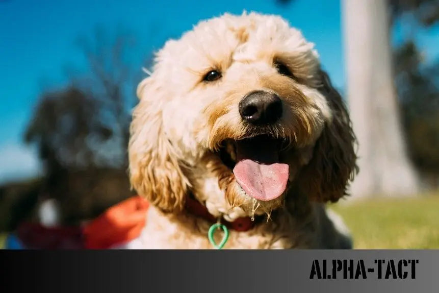 Poodle-Zarafetin-ve-Zekanın-Sembolü Alpha-Tact