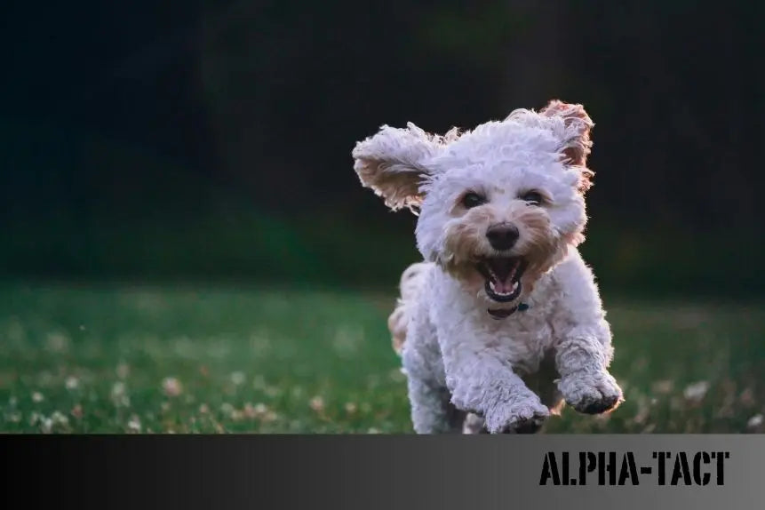 Köpekler-ve-Müzik-Köpeğiniz-İçin-En-Uygun-Melodiler Alpha-Tact