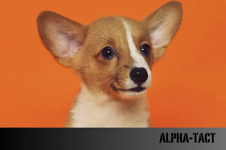 2025-Yılında-Köpek-ve-Kedi-Kısırlaştırma-Ücretleri-Bilmeniz-Gereken-Her-Şey Alpha-Tact