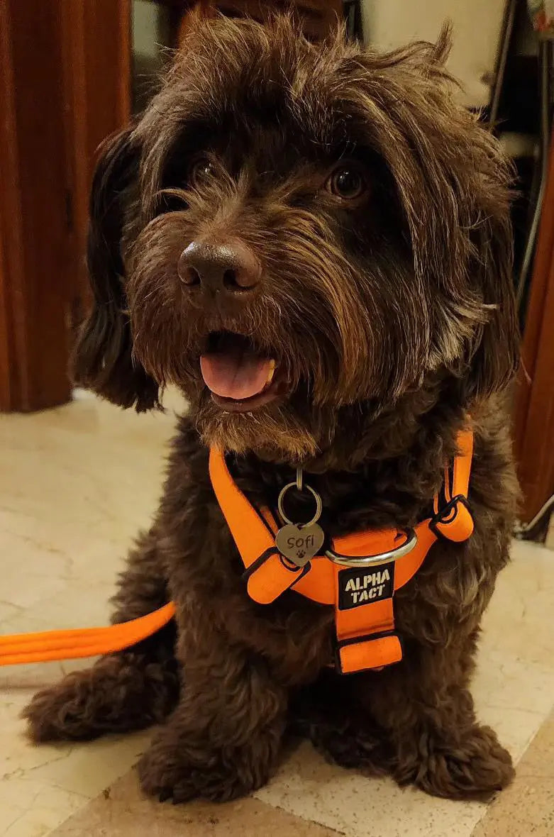 Köpek Dişi Nedir? Anatomisi ve Ağızdaki Konumu Hakkında Detaylı Rehber - Alpha-Tact