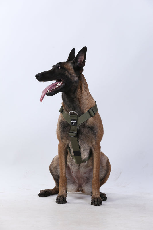 Köpek Eğitimi İçin 5 Adımda Tasma Eğitimi Nasıl Verilir