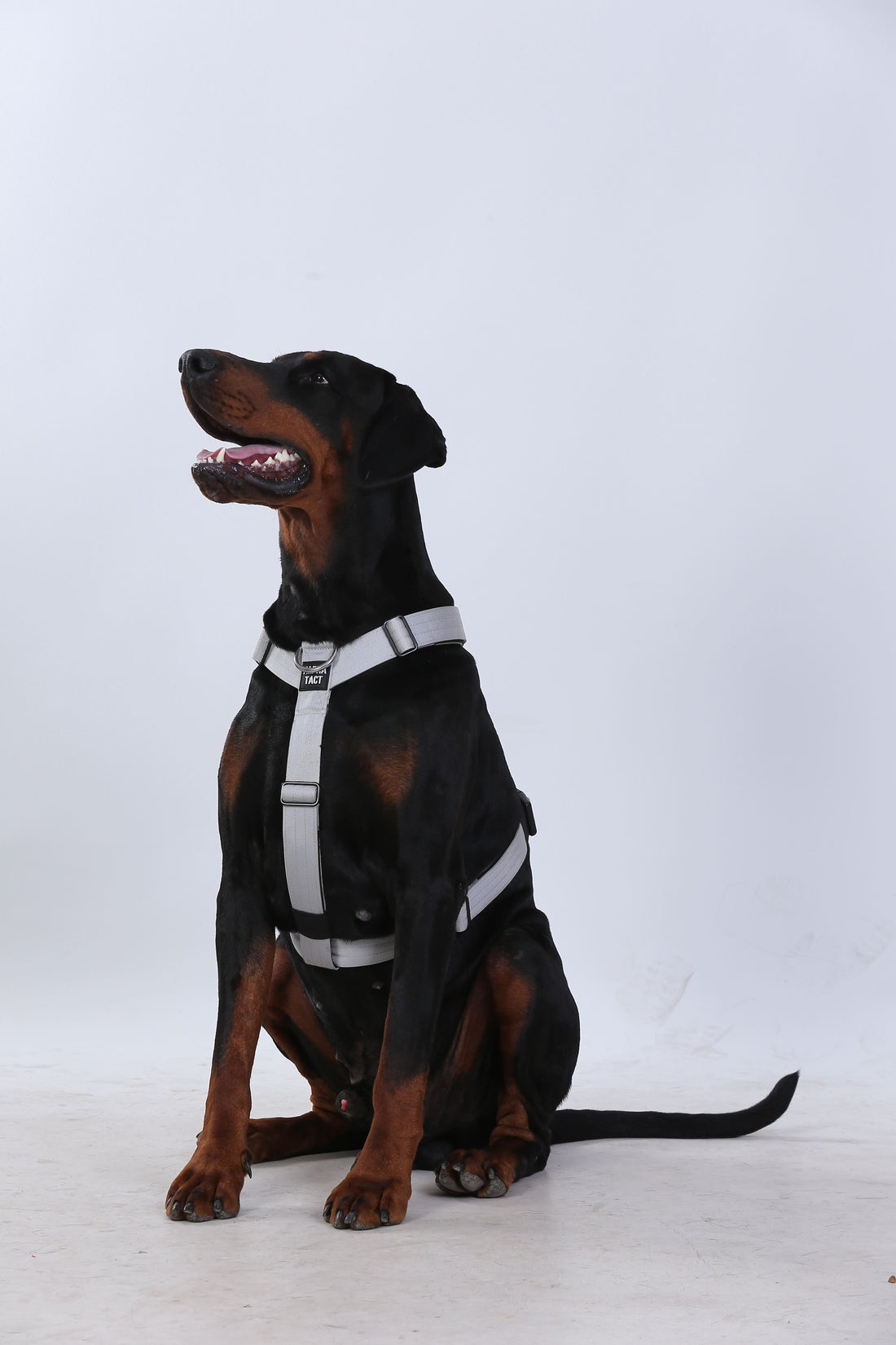 Tactfit Harness Camo ve Alpha-Tact ile Büyük Irk İçin İdeal K9 Göğüs ve Göğüs Tasması Kullanım Rehberi