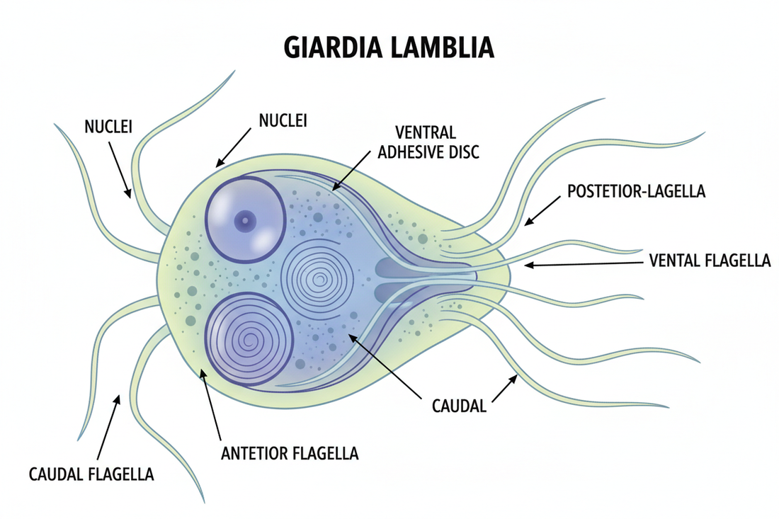 Giardia ve Köpeklerde Sindirim Sorunları: Neler Yapılmalı?