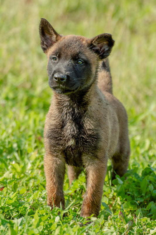 Malinois Köpekleri- Karakteristik Özellikler ve Bakımı