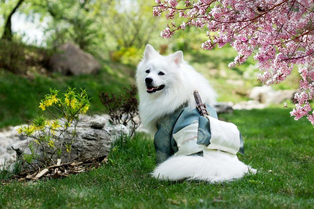 Samoyed-Köpek-Irkı-Hakkında-Her-Şey-Rehber-ve-Bilgiler Alpha-Tact