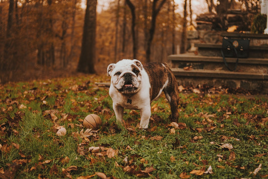 English bulldog beside ball on grass