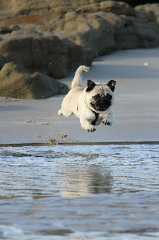 fawn pug jumping on water