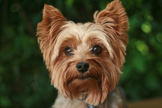 adult tan Yorkshire terrier