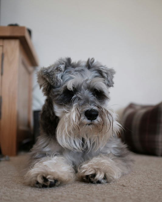Schnauzer lying on bed