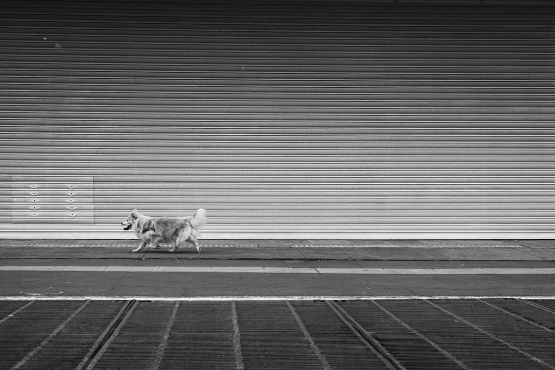 greyscale photo of dog walking on sidewalk during daytime
