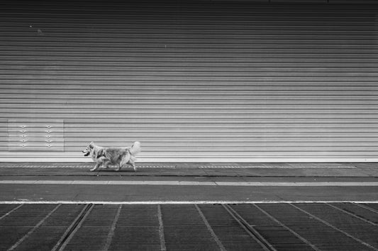 greyscale photo of dog walking on sidewalk during daytime