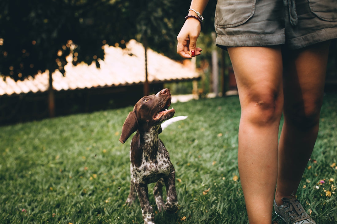 woman in black tank top holding brown and white short coated dog