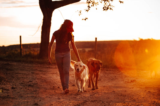 woman in red shirt and black pants holding leash of yellow labrador retriever