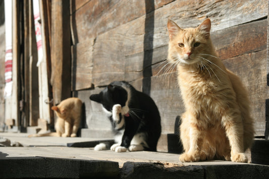 orange tabby cat and black and white cat on gray concrete surface
