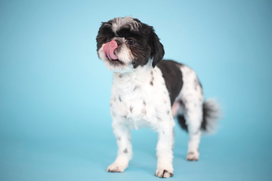 white and black shih tzu puppy