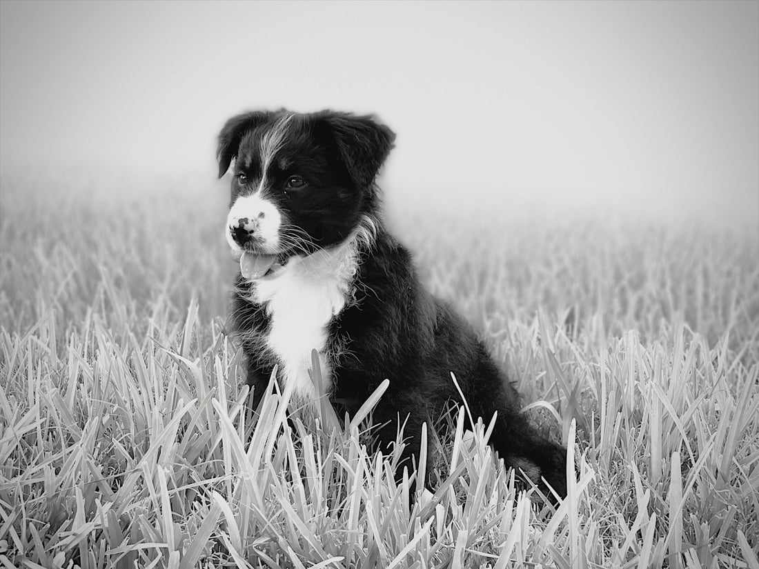 grayscale photo of border collie puppy on grass field