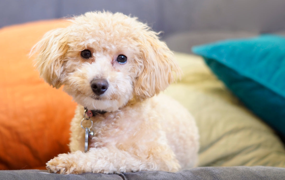 white poodle puppy on white textile
