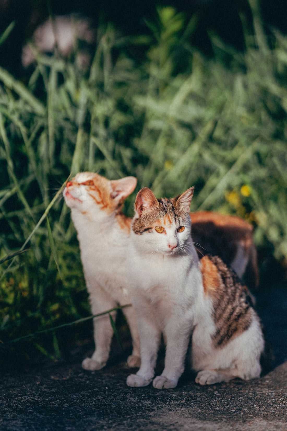 white and orange cat on black metal fence