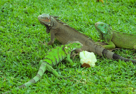 brown and green iguana on green grass