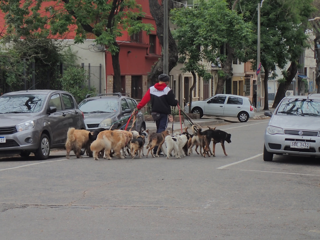people walking on street with dogs during daytime