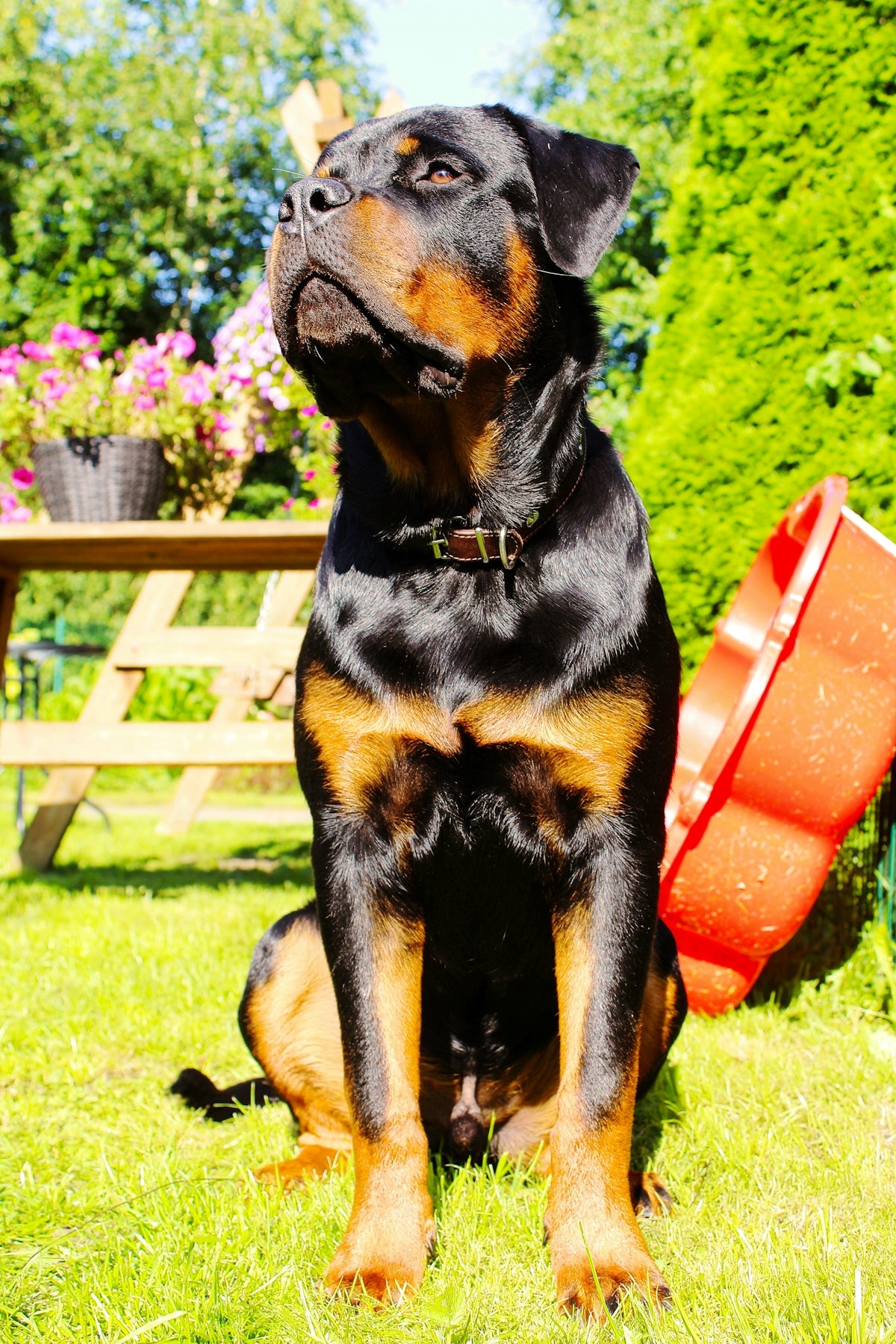 Rottweiler Sahiplenmenin Gizemleri: Nelere Dikkat Etmelisiniz? – Alpha-Tact