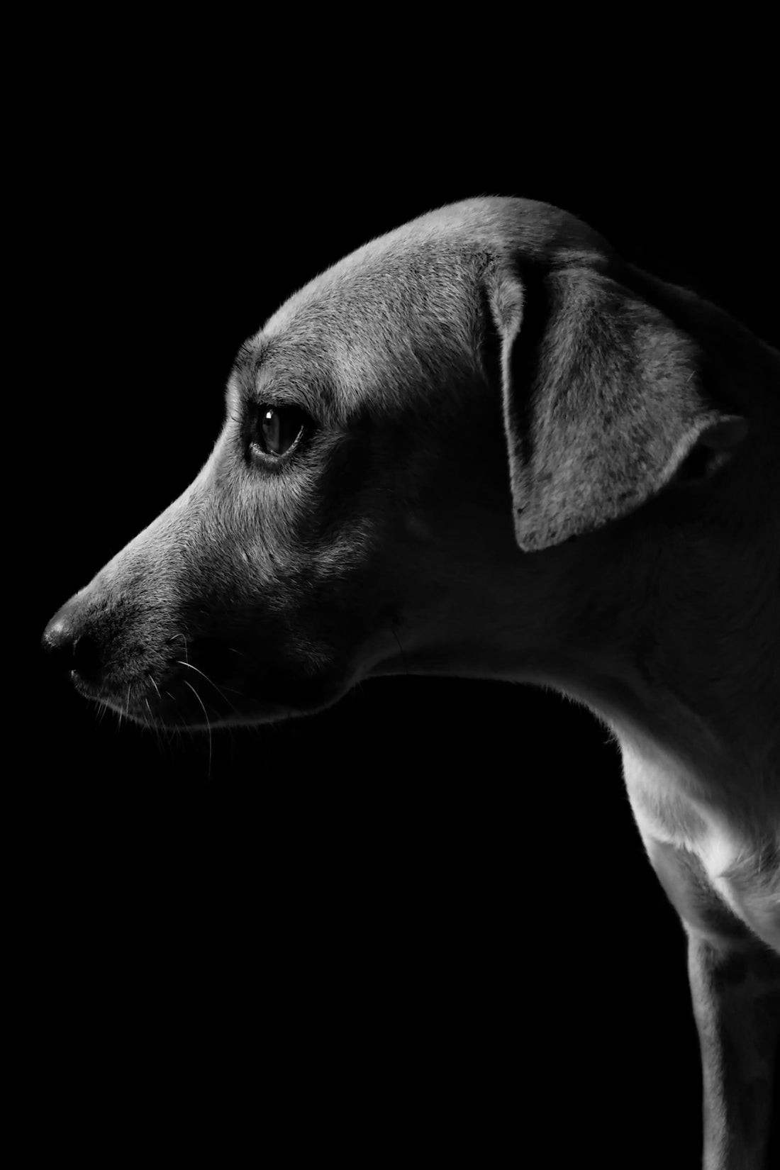 a black and white photo of a dog