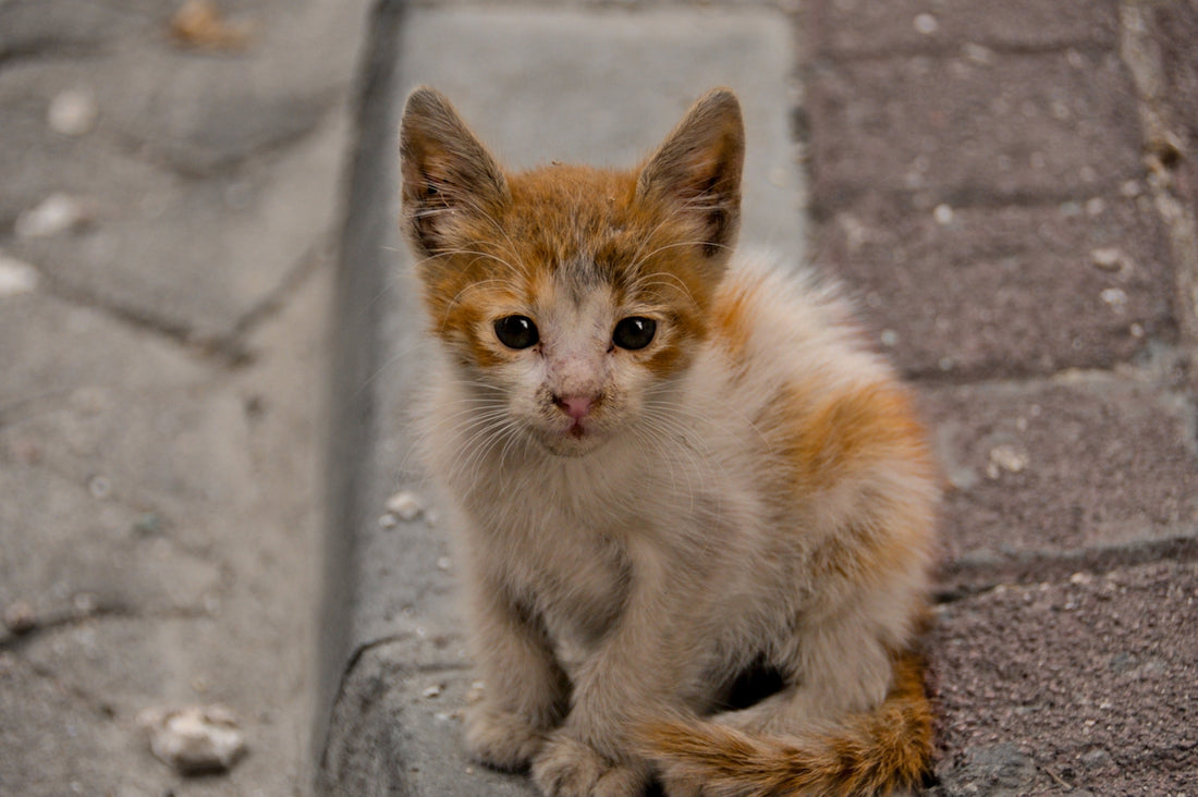 a small orange and white kitten sitting on a sidewalk