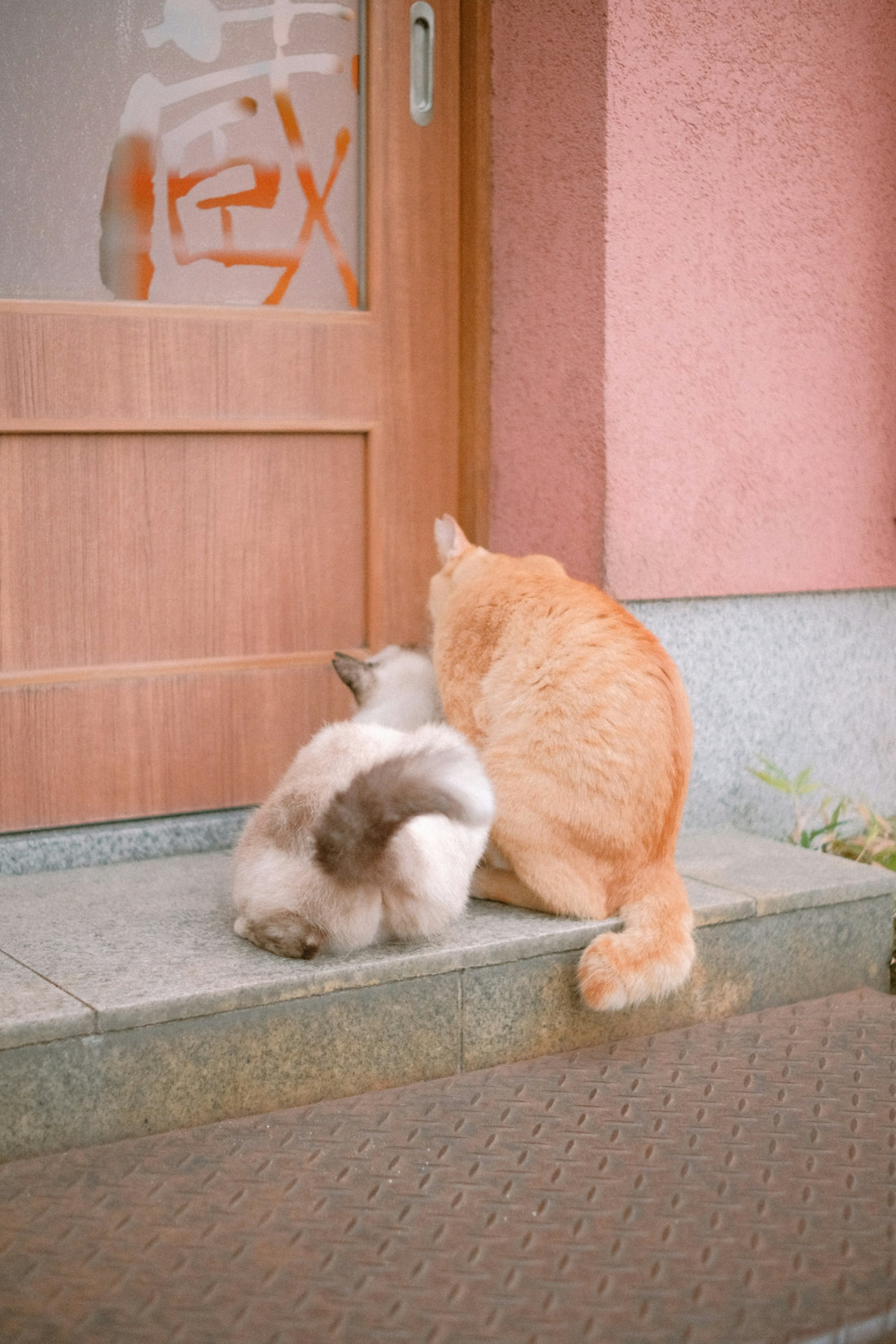 a couple of cats sitting on top of a step