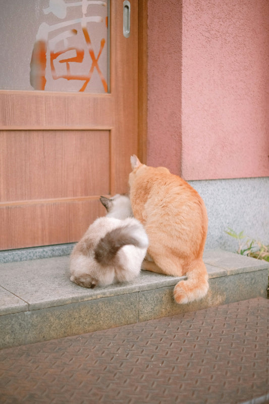 a couple of cats sitting on top of a step