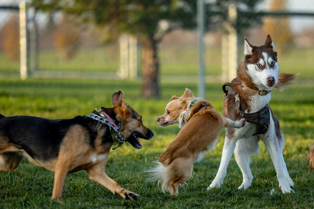 a group of dogs standing on top of a lush green field