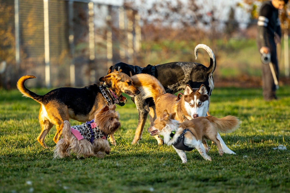 a group of dogs standing on top of a lush green field