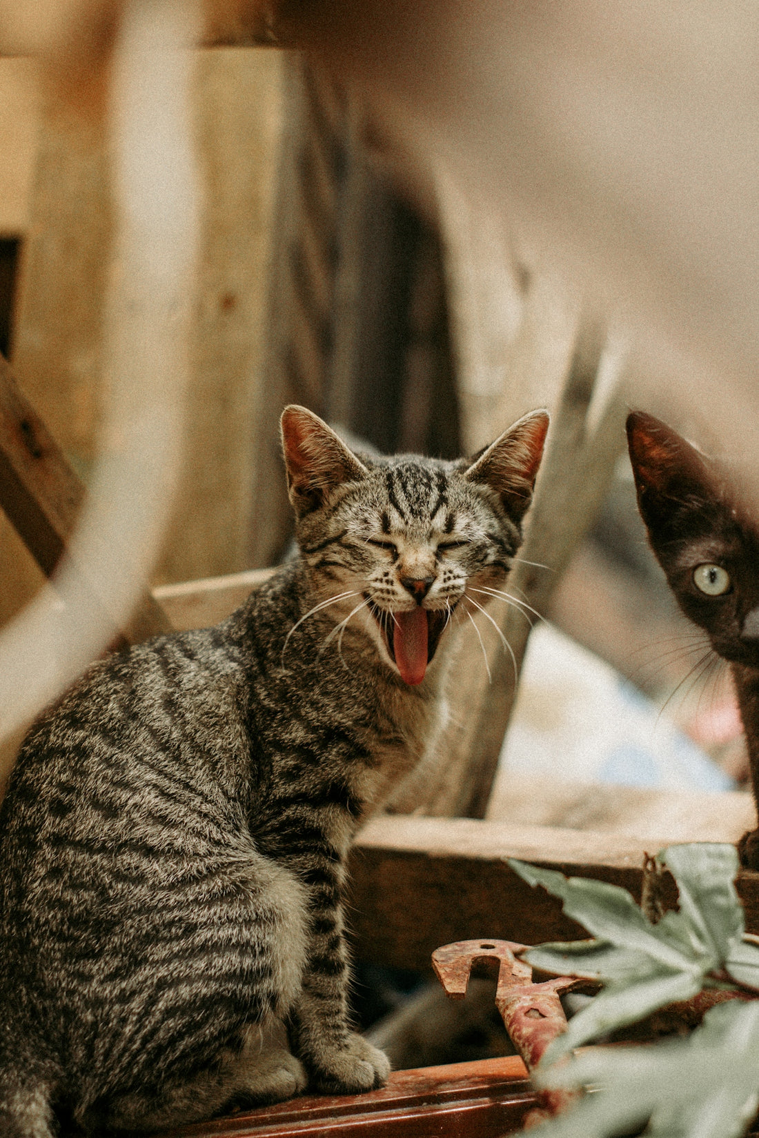 a cat yawns while sitting next to another cat