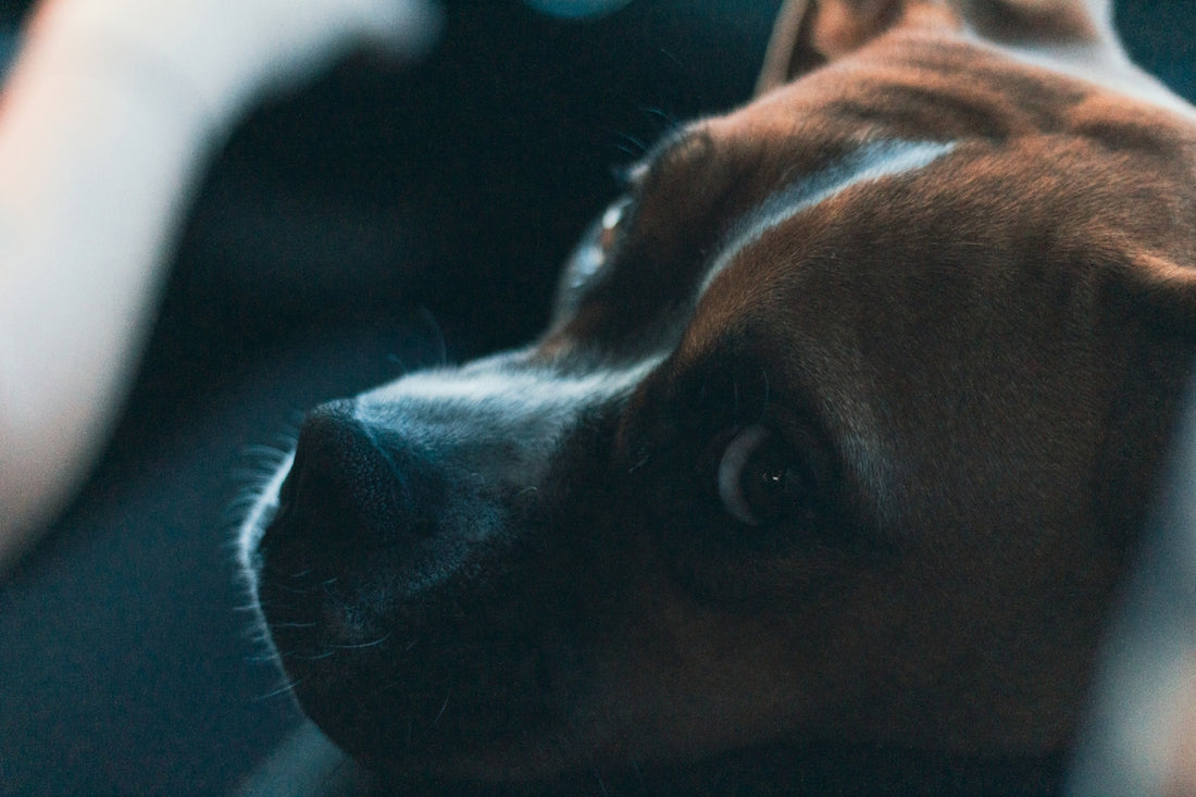 a close up of a dog laying on a couch