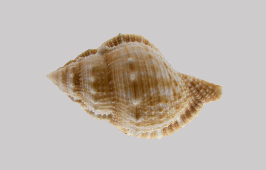 a close up of a shell