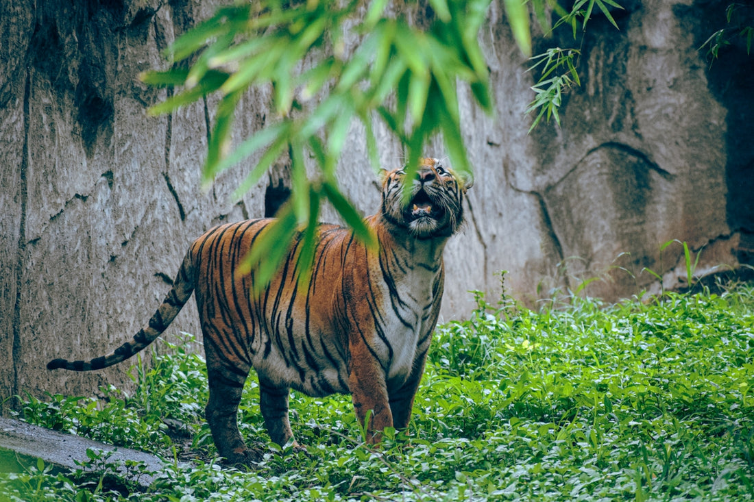 a tiger in a zoo exhibit