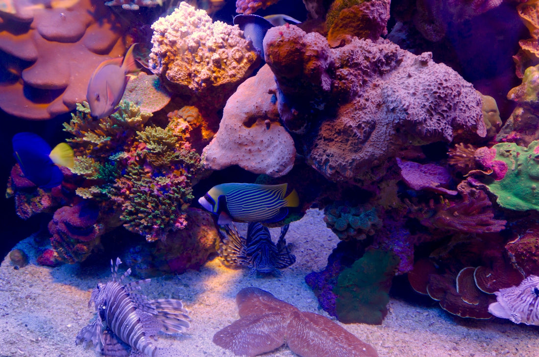 a group of fish swimming in an aquarium